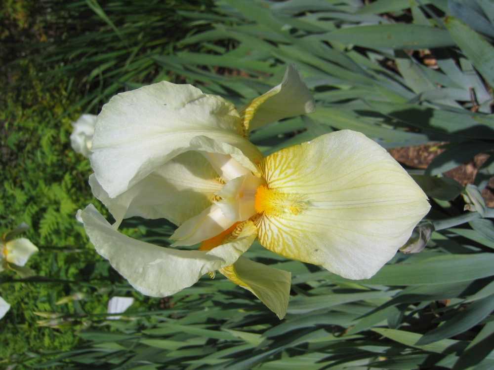 Iris germanica (Südliche Schwertlilie)